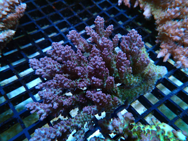 Acropora Clearance