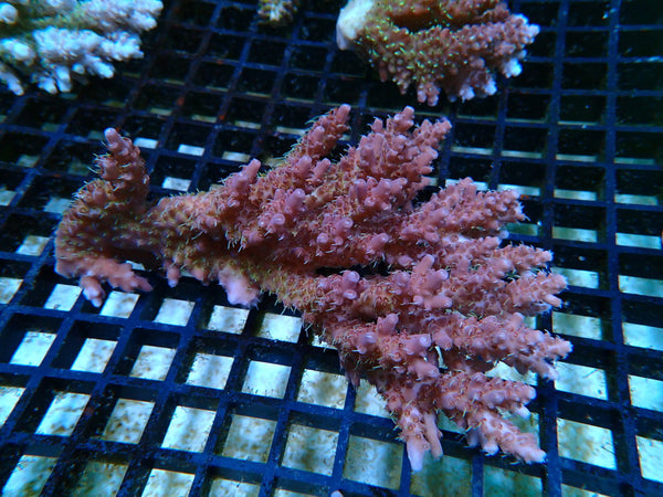 Acropora Clearance