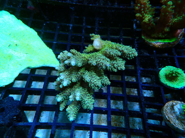 Acropora Clearance