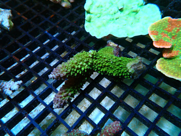Acropora Clearance