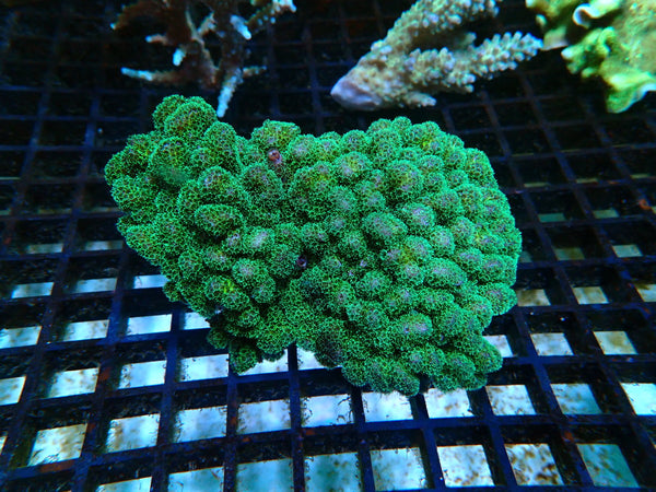 Pocillopora medium