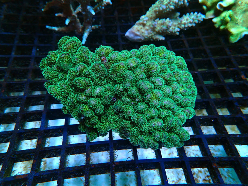 Pocillopora medium