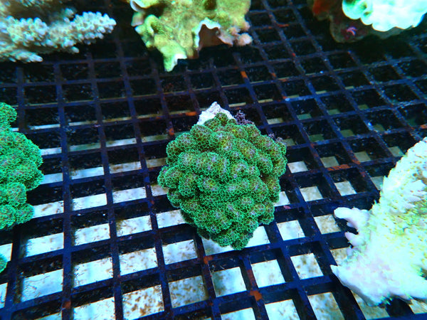 Pocillopora small