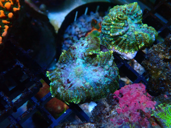 Rhodactis