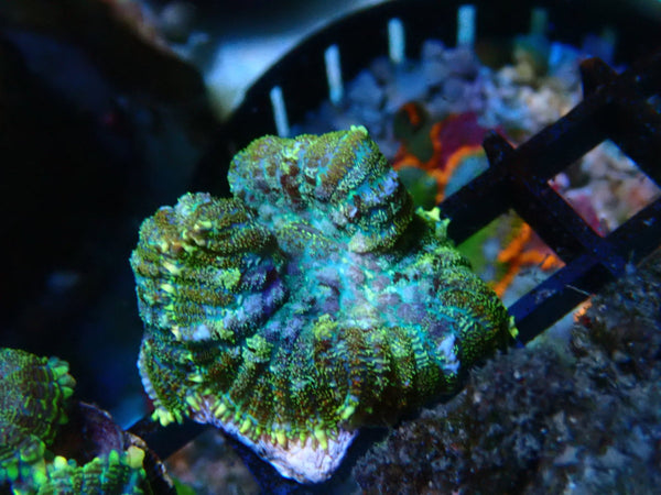 Rhodactis