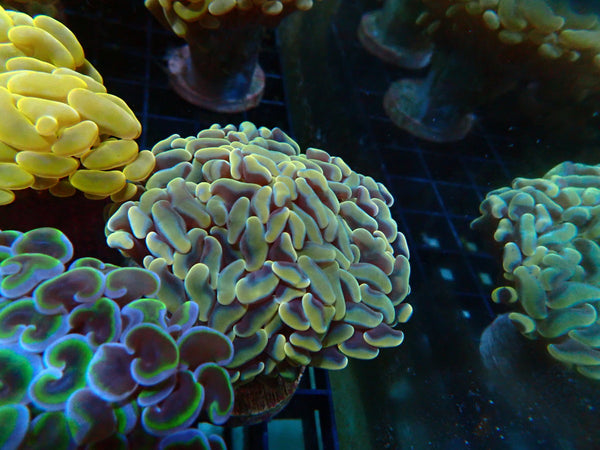 Monsoon Aquatics Ultra Hammer Frag