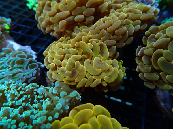 Monsoon Aquatics Orange Hammer Frag