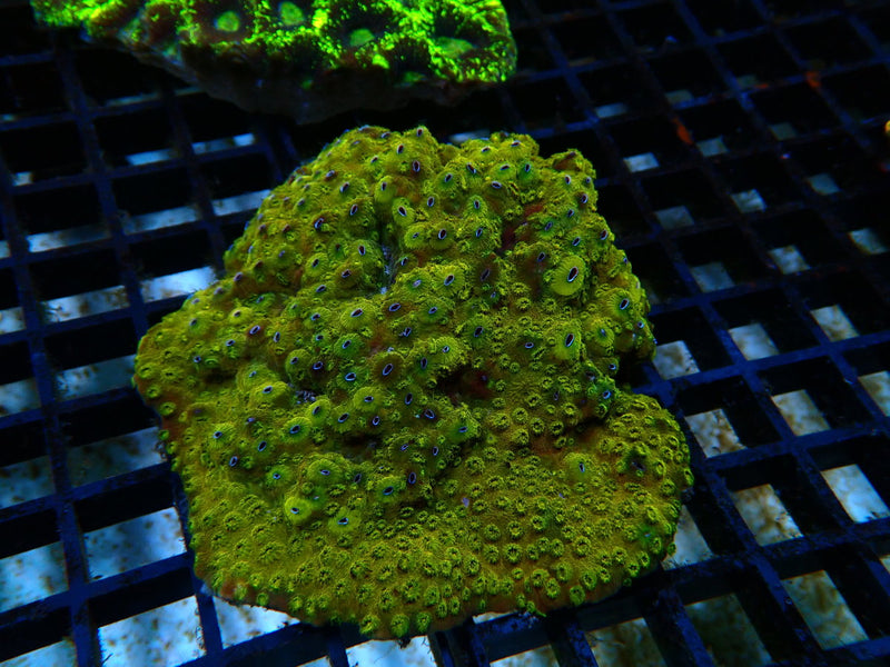 Cyphastrea Medium very nice