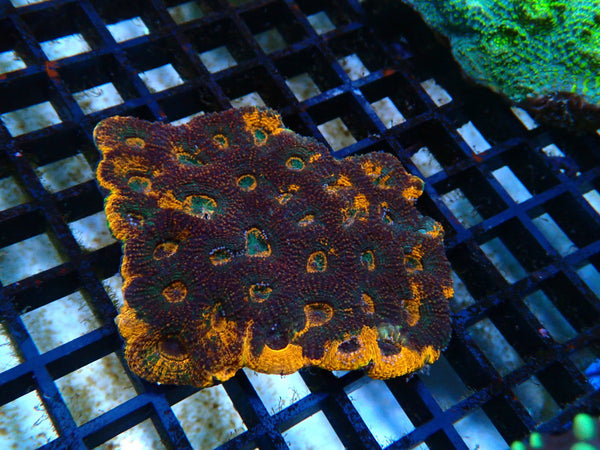 Ultra Acan Echinata medium