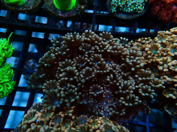Ultra Pink Alvepora small-med