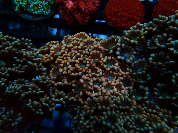Ultra Pink Alvepora small-med