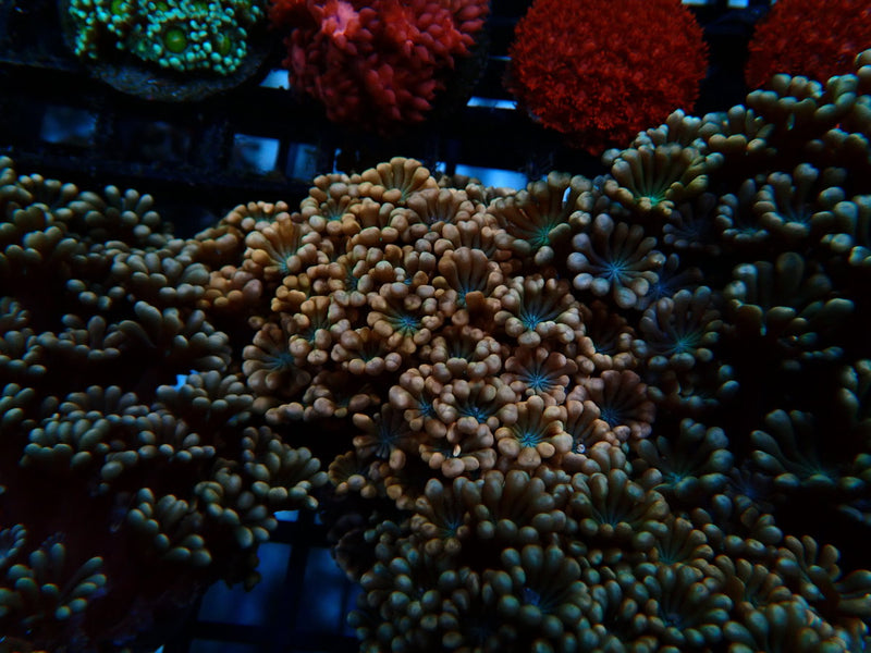 Ultra Pink Alvepora small-med