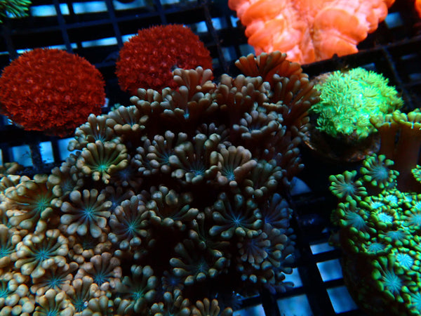 Ultra Pink Alvepora small-med