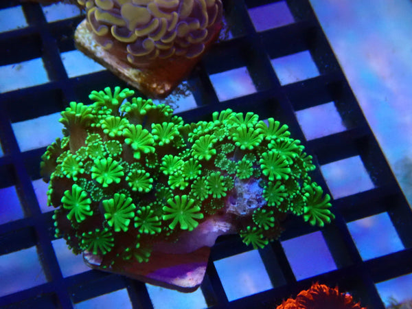 Green Alvepora Frag