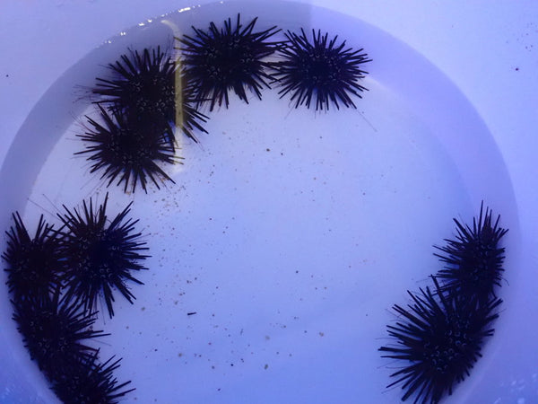 Short Spine Urchins