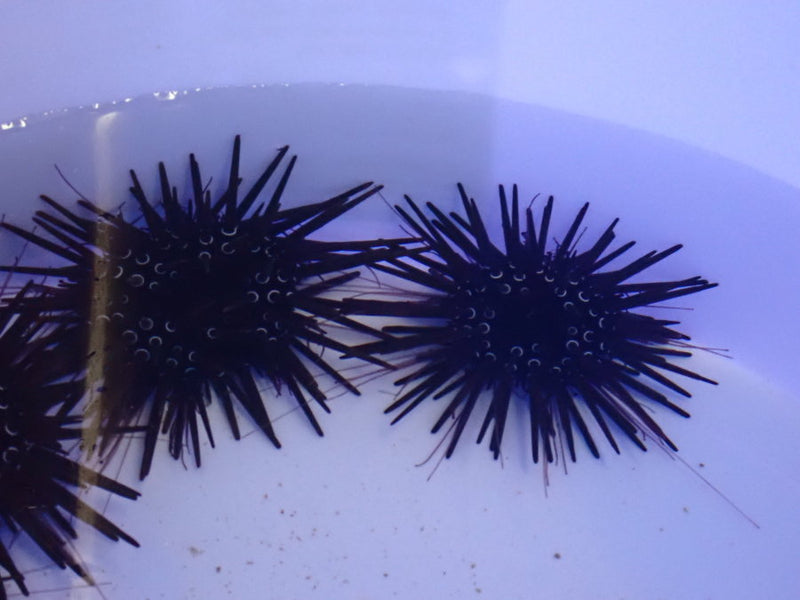 Short Spine Urchins