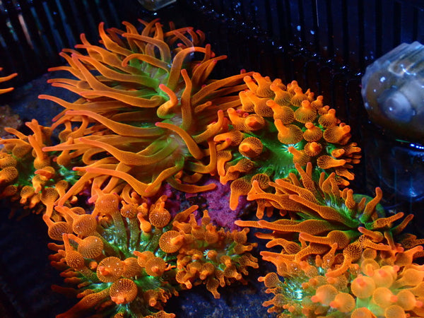Forest Fire Anemone Crazy Special Price!