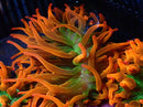 Forest Fire Anemone Crazy Special Price!