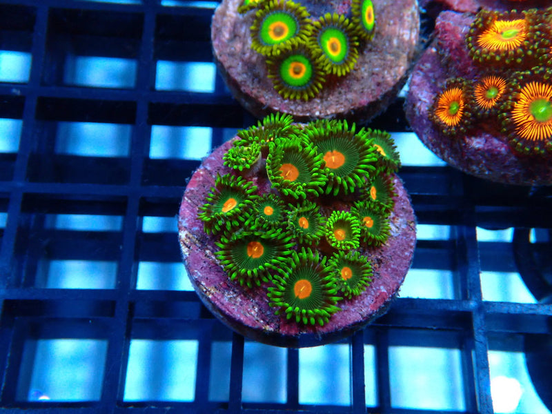 Sustainable Reefs Zoa Frag Campfire
