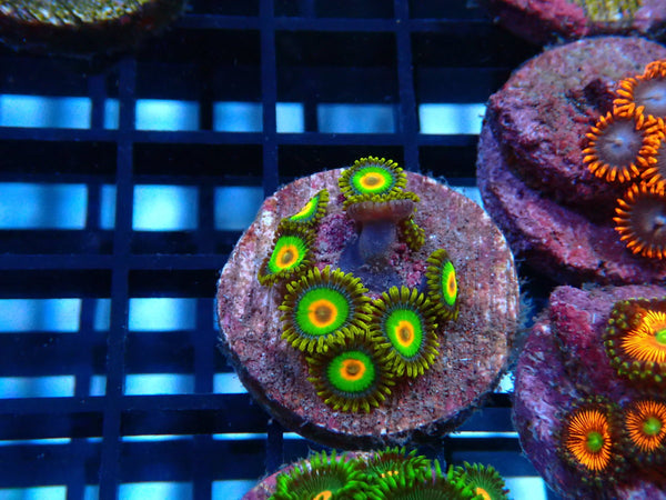 Sustainable Reefs Zoa Frag Rasta