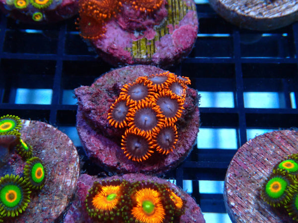 Sustainable Reefs Zoa Frag