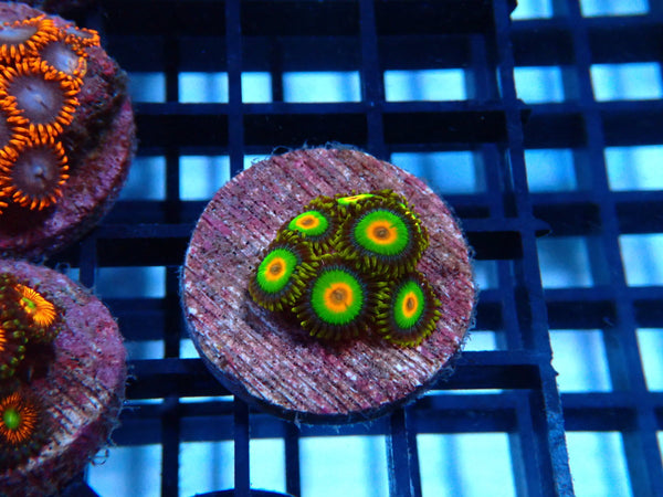 Sustainable Reefs Zoa Frag Rasta