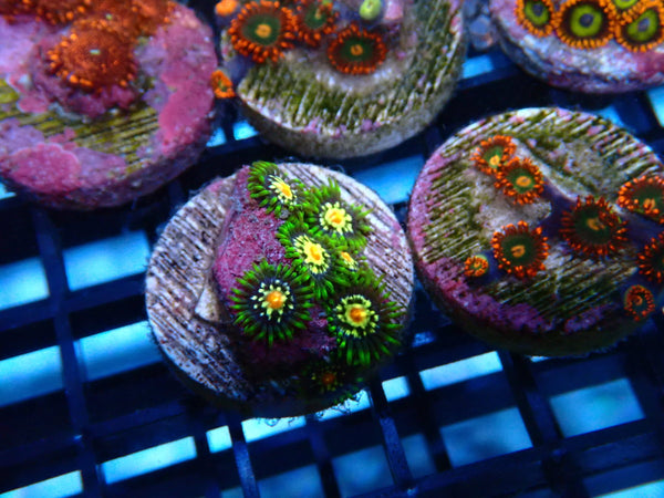 Sustainable Reefs Zoa Frag Pinwheel
