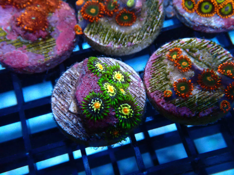 Sustainable Reefs Zoa Frag Pinwheel