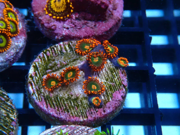 Sustainable Reefs Zoa Frag Gatorade