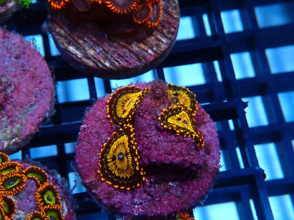 Sustainable Reefs Zoa Frag Gold Maul
