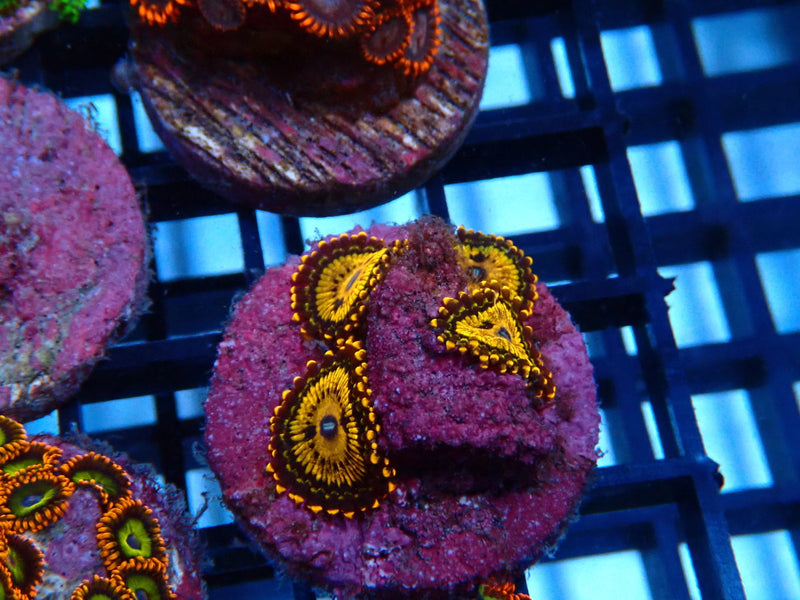 Sustainable Reefs Zoa Frag Gold Maul