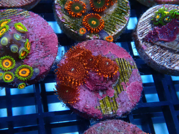 Sustainable Reefs Zoa Frag