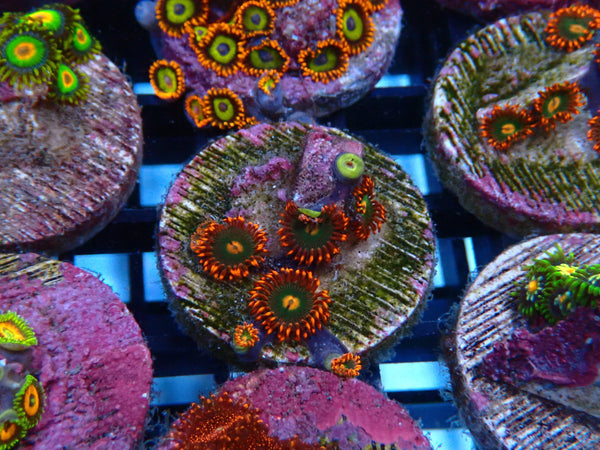 Sustainable Reefs Zoa Frag Gatorade