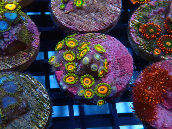 Sustainable Reefs Zoa Frag Eagle Eyes