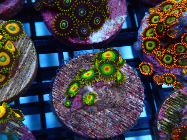 Sustainable Reefs Zoa Frag Rasta