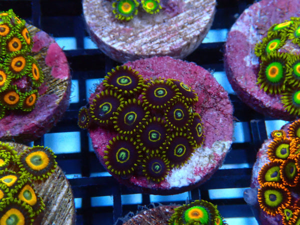Sustainable Reefs Zoa Frag Blue Hornet