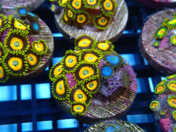 Sustainable Reefs Zoa Frag Combo