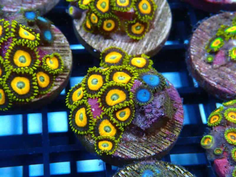 Sustainable Reefs Zoa Frag Combo