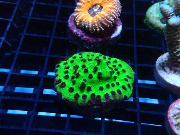 Sustainable Reefs Turbinarea Frag Outback