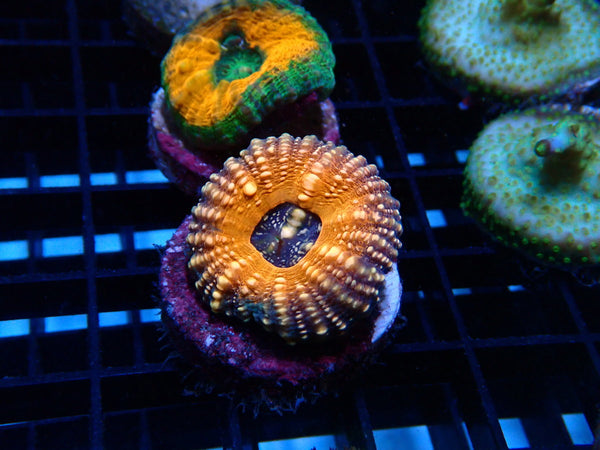 Sustainable Reefs Pachysepta Frag