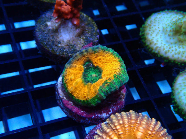 Sustainable Reefs Pachysepta Frag