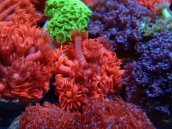 Sustainable Reefs Goni Frag Pink/Reds