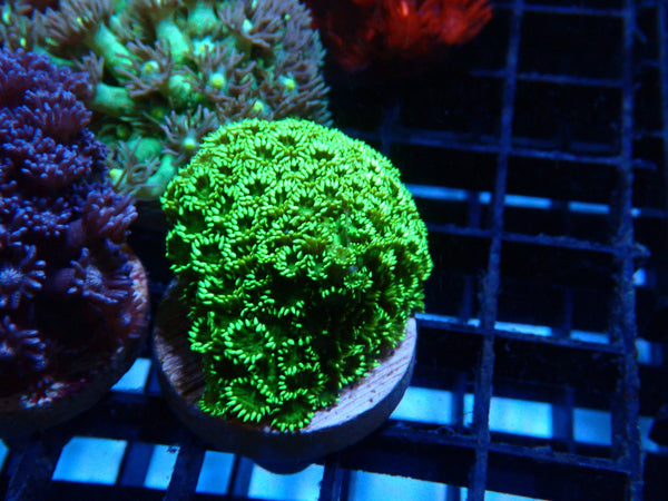 Sustainable Reefs Goni Frag Green