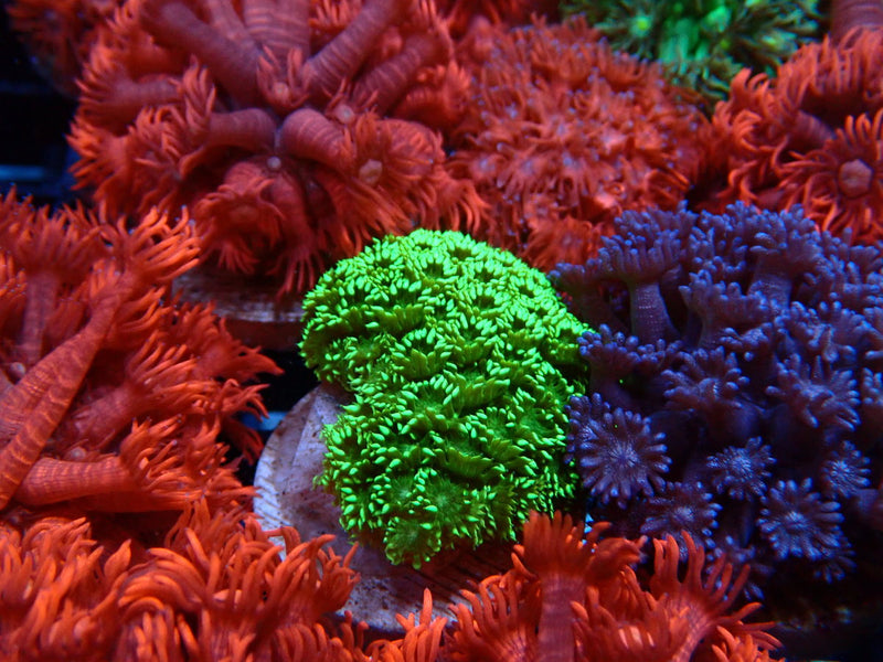 Sustainable Reefs Goni Frag Green