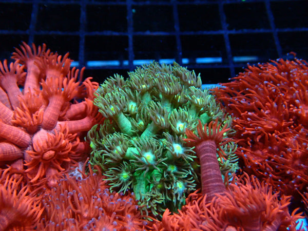 Sustainable Reefs Goni Frag Green
