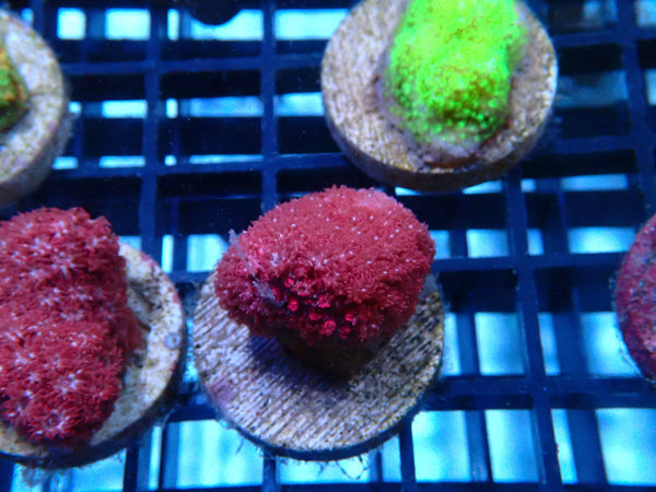 Sustainable Reefs Bernardpora Frag Pink Panther