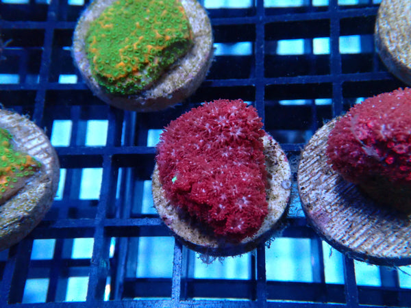 Sustainable Reefs Bernardpora Frag Pink Panther