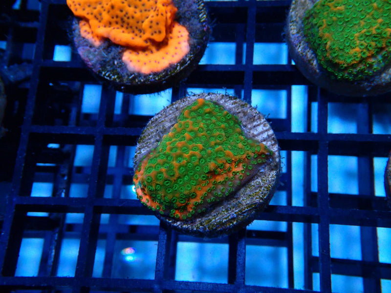 Sustainable Reef's Monti Frag