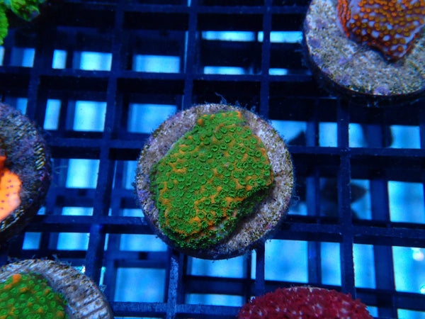 Sustainable Reef's Monti Frag