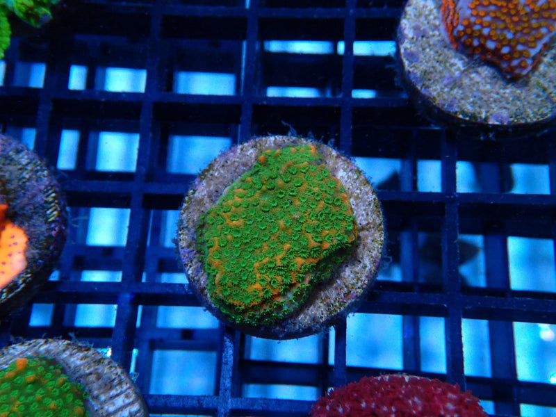 Sustainable Reef's Monti Frag